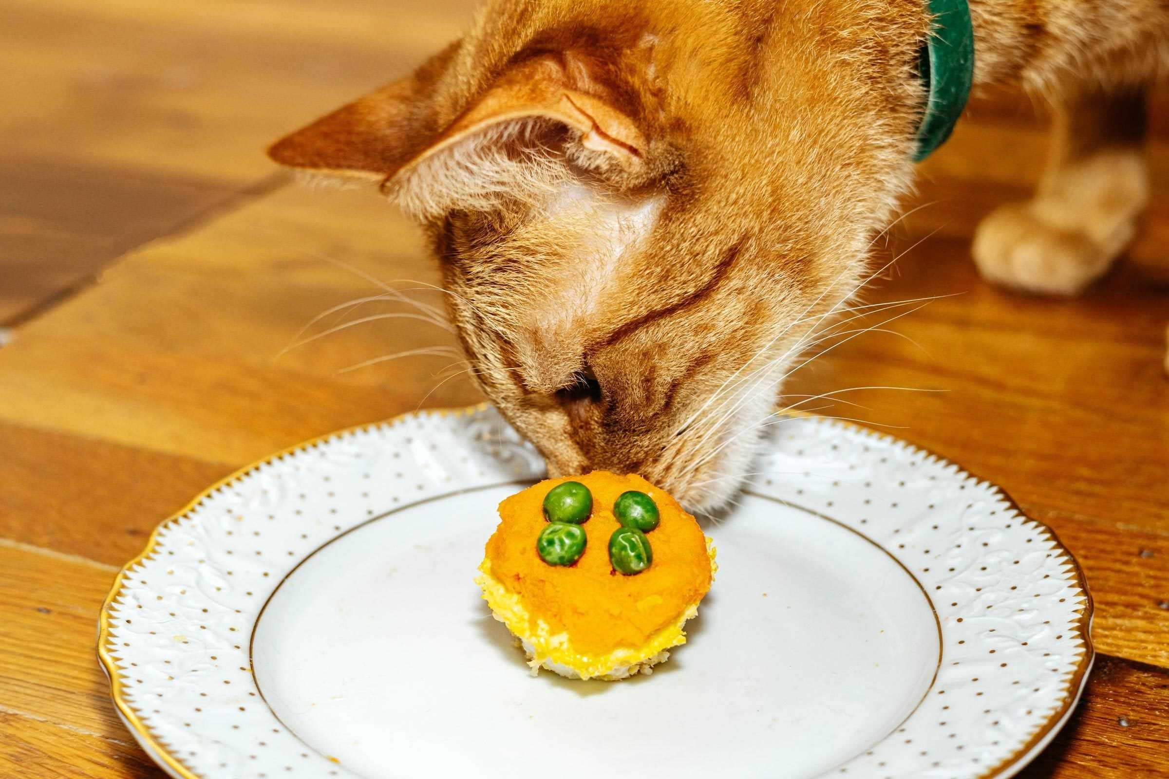 birthday-cake-for-cat-recipe